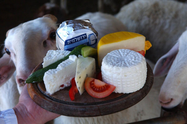 מבחר גבינות (צילום: פלאש 90)