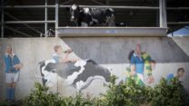 רפת ישראלית (צילום אילוסטרציה: נתי שוחט/פלאש90)