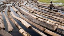 Logger, Komiyo Ikuejamoye, arranges logs on the river in Ipare, Ondo State, Nigeria, October 11, 2021. After felling the trees and cross-cutting them, the loggers pull the logs out of the flooded forest floor onto the river, where they will eventually be hammered into rafts, ready for transportation to Lagos state. REUTERS/Nyancho NwaNri