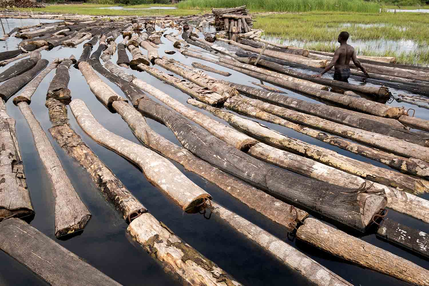 Logger, Komiyo Ikuejamoye, arranges logs on the river in Ipare, Ondo State, Nigeria, October 11, 2021. After felling the trees and cross-cutting them, the loggers pull the logs out of the flooded forest floor onto the river, where they will eventually be hammered into rafts, ready for transportation to Lagos state. REUTERS/Nyancho NwaNri