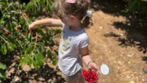 קטיף דובדבנים בגולן (צילום: דבר)