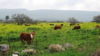 בקר במרעה בישראל (צילום אילוסטרציה: רוני סורגון)