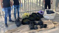 המריחואנה שנתפסה בבית החשודים (צילום: משטרת ישראל)