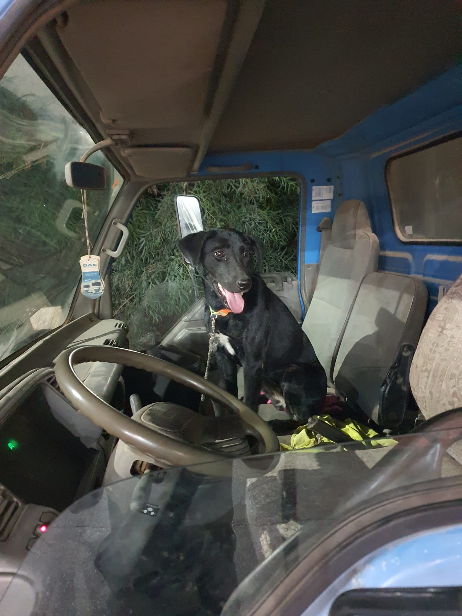 כלבה שנגנבה ממושב תלמים אותרה בתוך המשאית הגנובה (צילום: דוברות המשטרה)