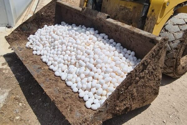 ביצים שנתפסו על ידי משרד החקלאות והובלו להשמדה (צילום: משרד החקלאות)
