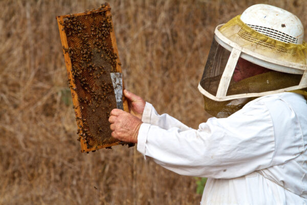 דבוראי אוסף דבש מכוורת (צילום: דורון הורוביץ/פלאש90)