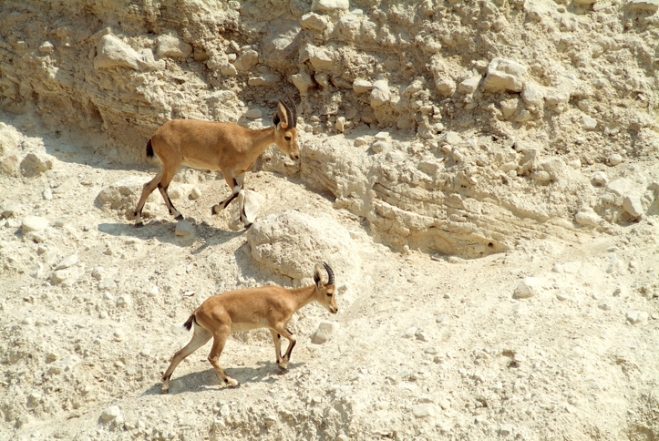 יעלים בעין גדי (צילום: חורחה נובומינסקי/פלאש90)