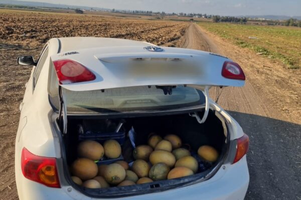 מלונים שנתפסו בתא מטען של רכב בתוך השטחים החקלאים של מעין ברוך (צילום: דוברות המשטרה)