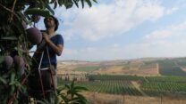 גל סלע, רכז השקייה בדרור מטעים חינוכיים בקיבוץ רביד (צילום: אלבום פרטי)