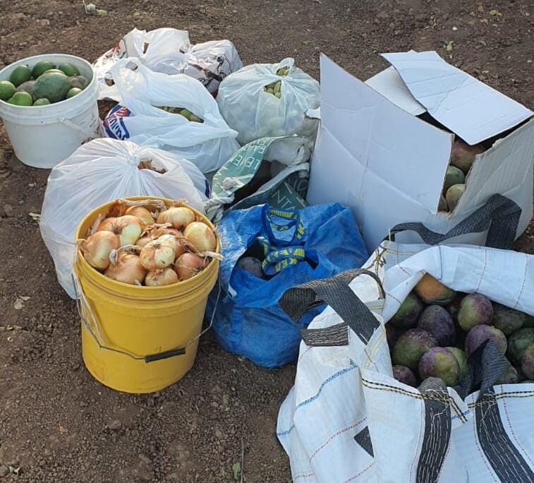 תוצרת חקלאית שנתפסה ברכבם של שני חשודים סמוך למטע בכפר תבור (צילום: דוברות המשטרה)