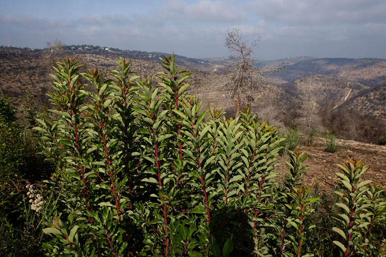צמחים ראשונים אחרי השריפה, בשמורת הר הטייסים (צילום: דוד טברסקי)
