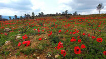 פריחה בסוף החורף בהר איתן השרוף (צילום: עמיר בלבן)