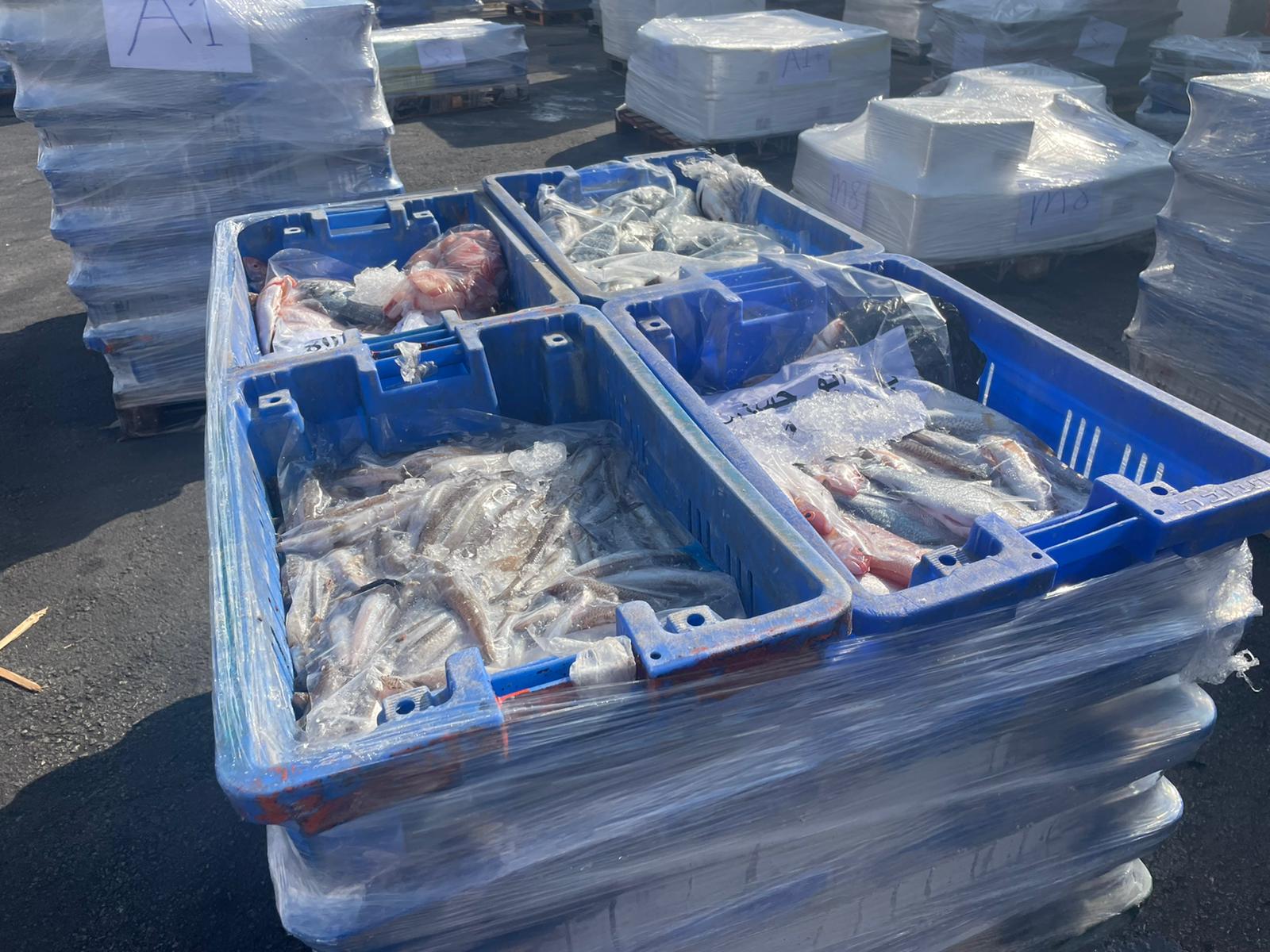 משלוח דגים מוברח מעזה לישראל שנתפס על ידי פקחים (צילום: משרד החקלאות)