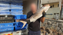 פקח של משרד החקלאות עם משלוח דגים מוברח מעזה לישראל (צילום: משרד החקלאות)