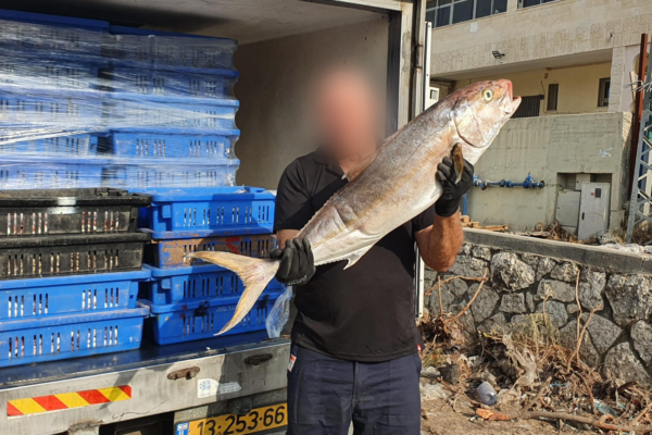 פקח של משרד החקלאות עם משלוח דגים מוברח מעזה לישראל (צילום: משרד החקלאות)