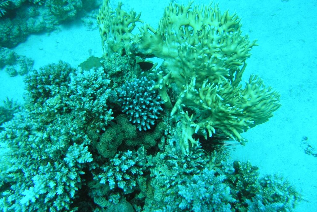 שונית האלמוגים במפרץ אילת. (צילום: דרור צוראל, המשרד להגנת הסביבה)