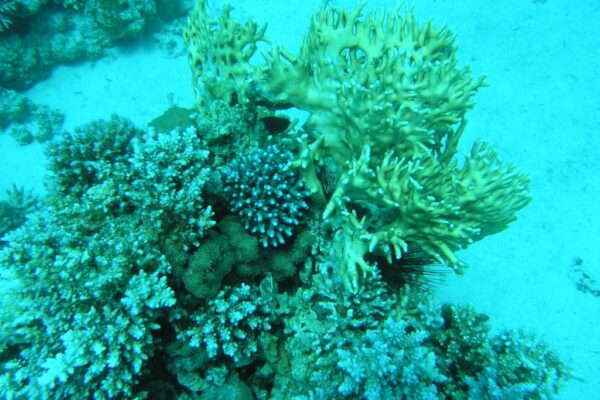 שונית האלמוגים במפרץ אילת. (צילום: דרור צוראל, המשרד להגנת הסביבה)
