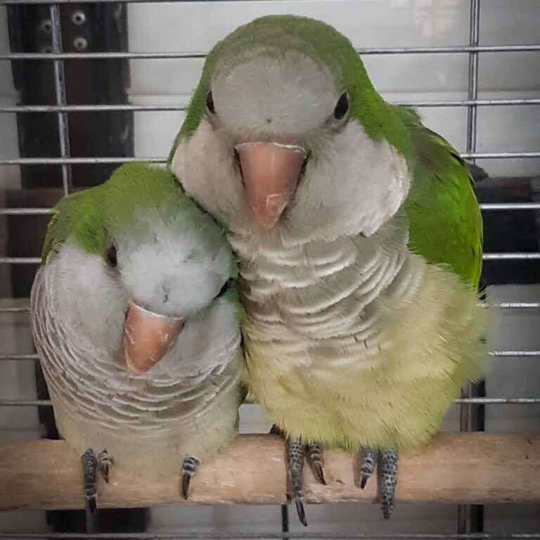 התוכים פורסט ומילה הגיעו, באמצעות פייסבוק, מאשקלון (צילום: דוד טברסקי)
