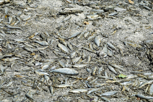 דגים מתים בעקבות התייבשות נהר בבורגונדי שבצרפת, קיץ 2022 (צילום: AP Photo/Nicholas Garriga)