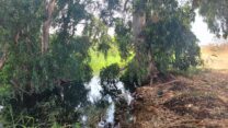 תעלת שרגא, שבה נמצאו יתושים נגועים בקדחת מערב הנילוס (צילום: איתי לחמי, רשות הטבע והגנים)