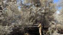 כבאי מכבה את השריפה ביער כפר החורש (צילום: דוברות כב"א)