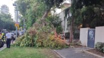 ענף עץ שקרס על המדרכה בתל אביב (צילום: דוברות מד"א)