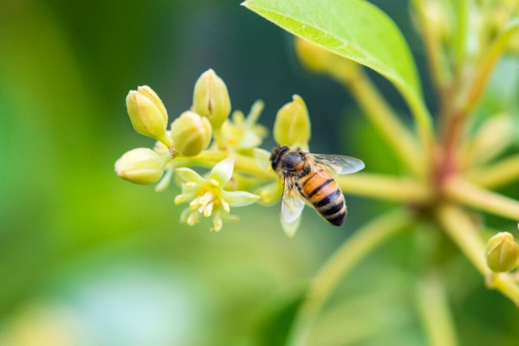 דבורה מלקטת צוף מפרח עץ אבוקדו, &quot;דבוראי שיציב את הכוורות שלו במטע אבוקדו יפסיד דבש שיכול היה לקבל במקומות אחרים&quot; (צילום: Shutterstock)