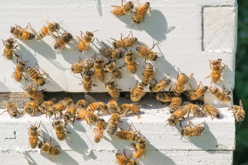 דבורים בכוורת (צילום: Shutterstock)