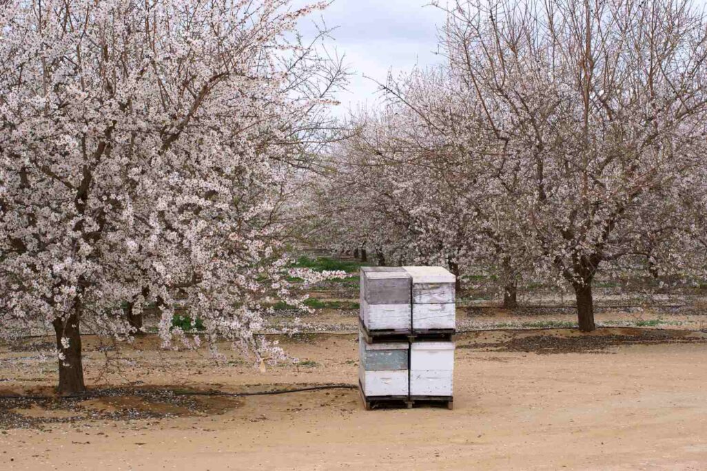 כוורת דבורים במטע שקדים בקליפורניה. מחיר הצבת כוורת להאבקה זינק בשני העשורים האחרונים בלבד מ-50 דולר ב-2004 ל-200 דולר ב-2019 (צילום: Shutterstock)