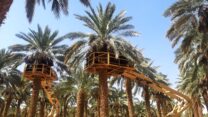 גדיד תמרים בערבה התיכונה (צילום: עופר גור)