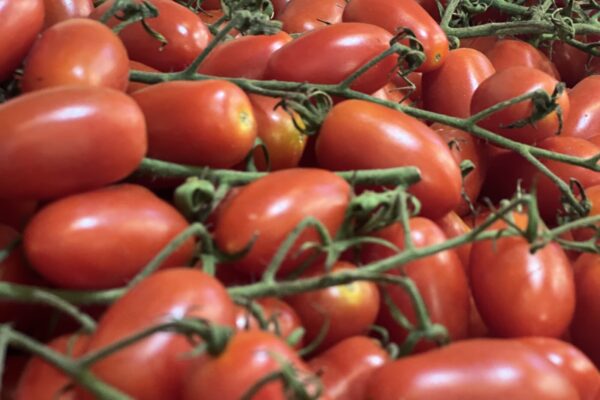 עגבנייה השרי שנבחרה למובחרת בישראל, בתערוכת החקלאות הבינ"ל "אגרומשוב" (צילום: יח"צ)