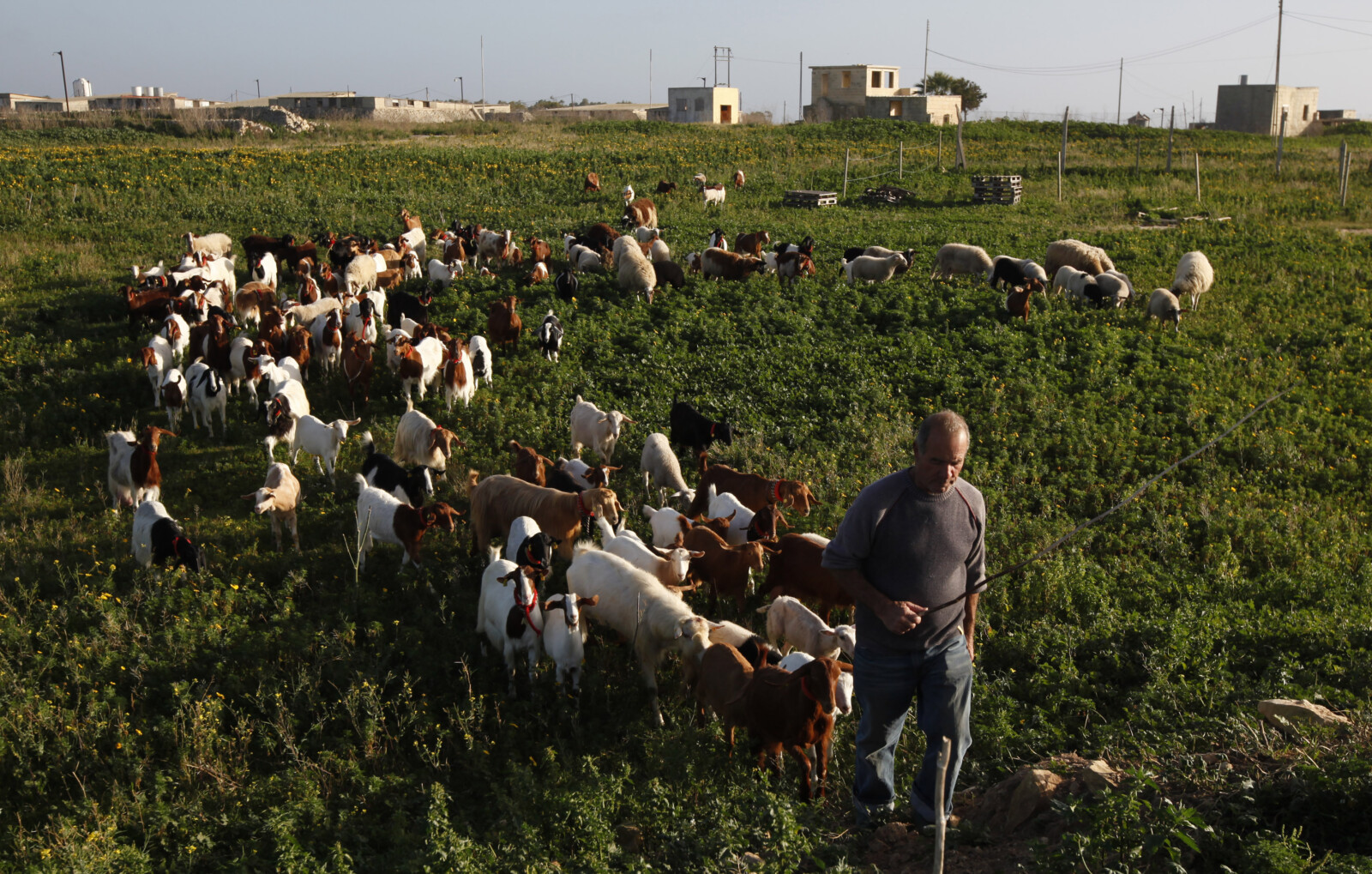 רועה מוביל עדר כבשים אל החווה שלו בכפר סיג'ווי, הסמוך לוואלטה, בירת מלטה (צילום ארכיון: REUTERS/Darrin Zammit Lupi)