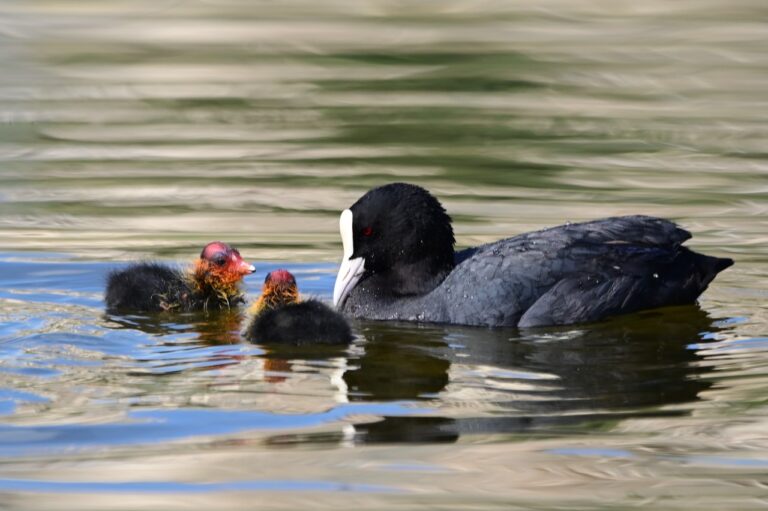 A coot feeds her chicks in Gazelle Valley, Jerusalem. (Photo: Uriel Levy)
