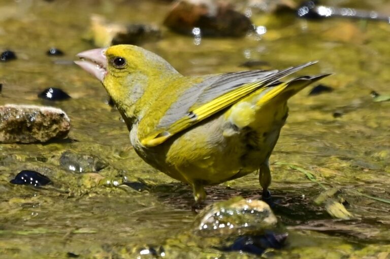 A European greenfinch quenches its thirst at the Jerusalem Bird Observatory. (Photo: Uriel Levy)