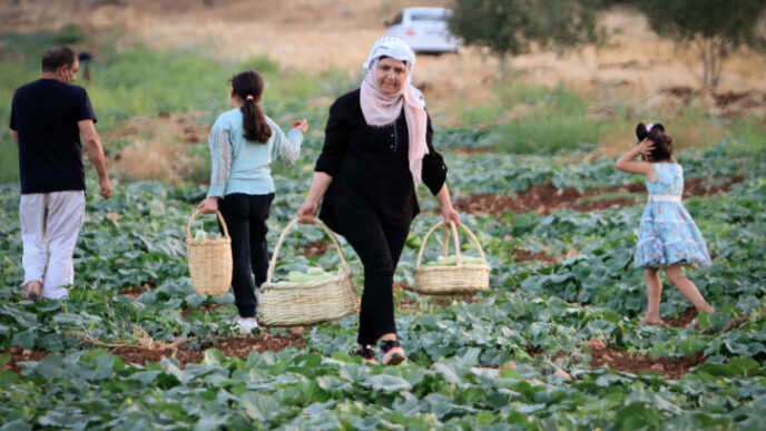 مزارعة فلسطينية تقطف الخيار في حقل إلى الشرق من نابلس (تصوير: ناصر اشتيه/ فلاش 90)