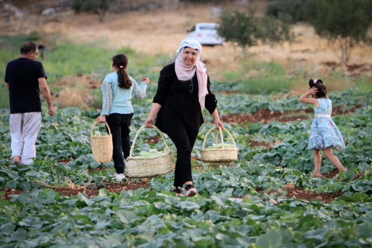 مزارعة فلسطينية تقطف الخيار في حقل إلى الشرق من نابلس (تصوير: ناصر اشتيه/ فلاش 90)