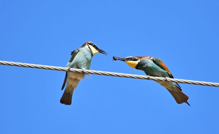 A European bee-eater serves a carpenter bee to its adolescent offspring in the Golan Heights. (Photo: Uriel Levy)