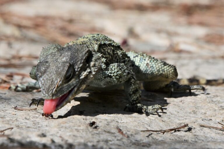 A roughtail rock agama lizard at the Carmel Hai-Bar Nature Reserve. (Photo: Uriel Levy)