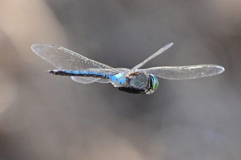 The lesser emperor dragonfly patrolls its territory in a water channel in Ein HaMifratz. (Photo: Uriel Levy)