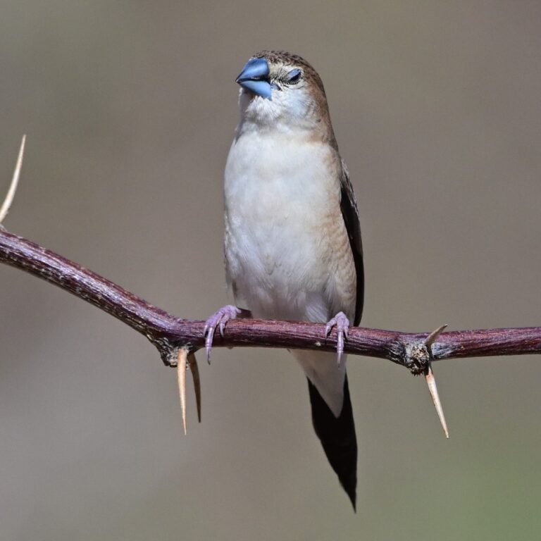 An Indian silverbill at the Eilat Ornithological Park. (Photo: Uriel Levy)