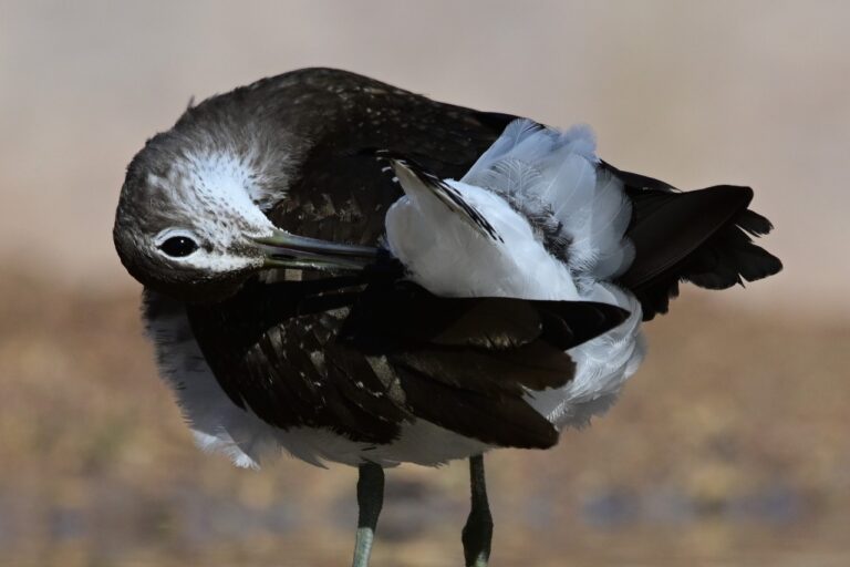 ביצנית שחורת-כנף בפארק הצפרות באילת (צילום: אוריאל לוי)