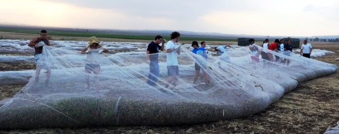 Young people collect almonds (Photo: photomati)