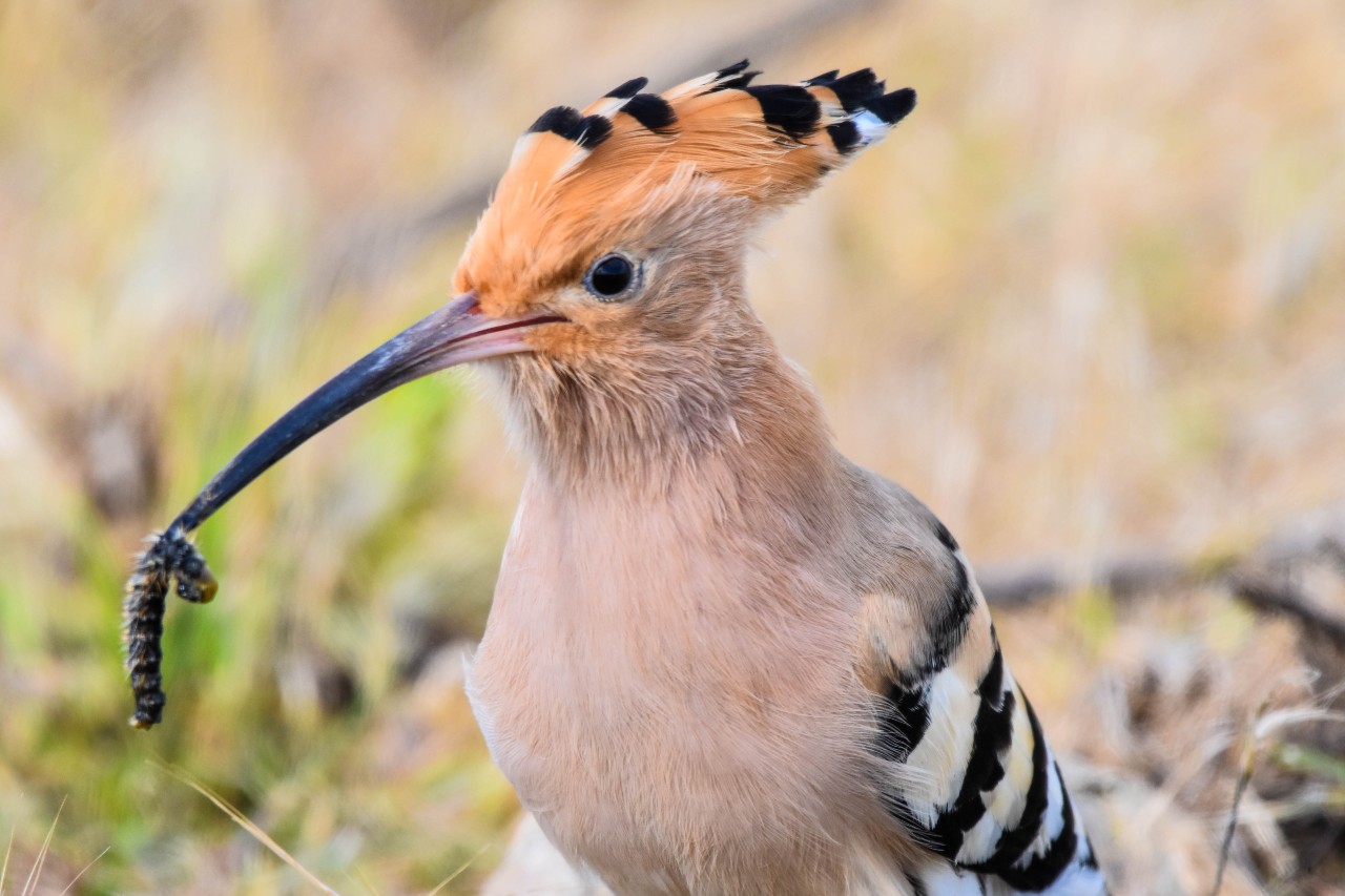 דוכיפת, הציפור הלאומית, אוכלת זחל בעין המפרץ (צילום: אוריאל לוי)