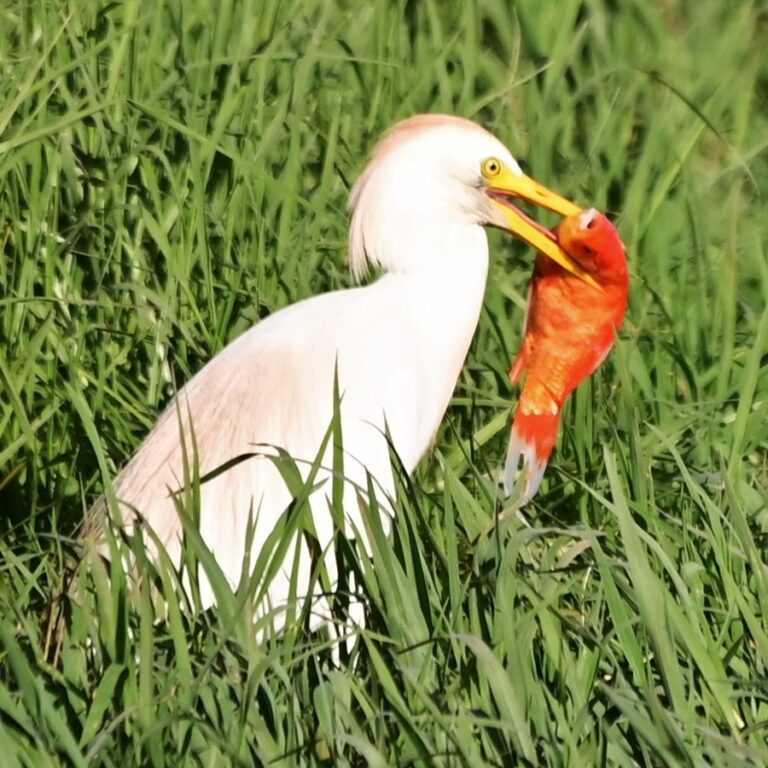 A cattle egret swallows a goldfish at the fishponds of Kibbutz Hazorea in the Jezreel Valley. (Photo: Uriel Levy)