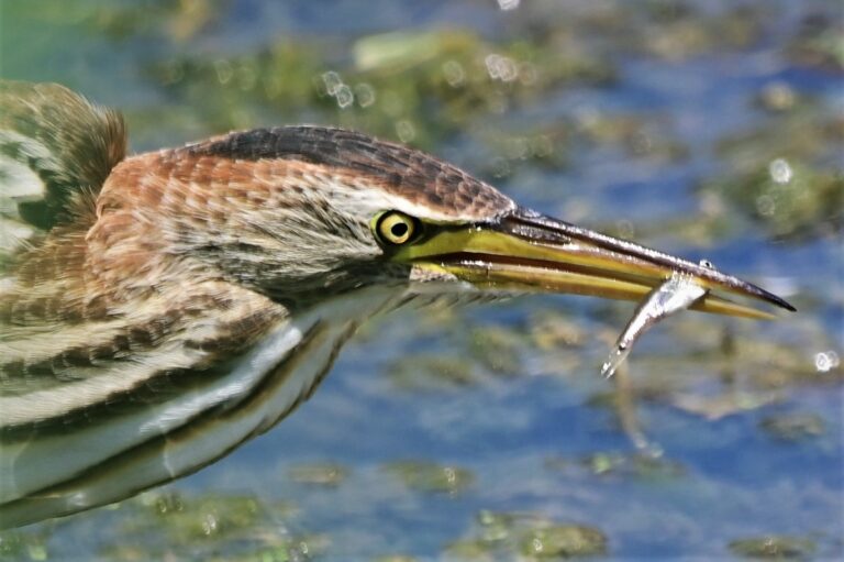 A little bittern that’s caught a fish in the Hula Nature Reserve in northern Israel. (Photo: Uriel Levy)