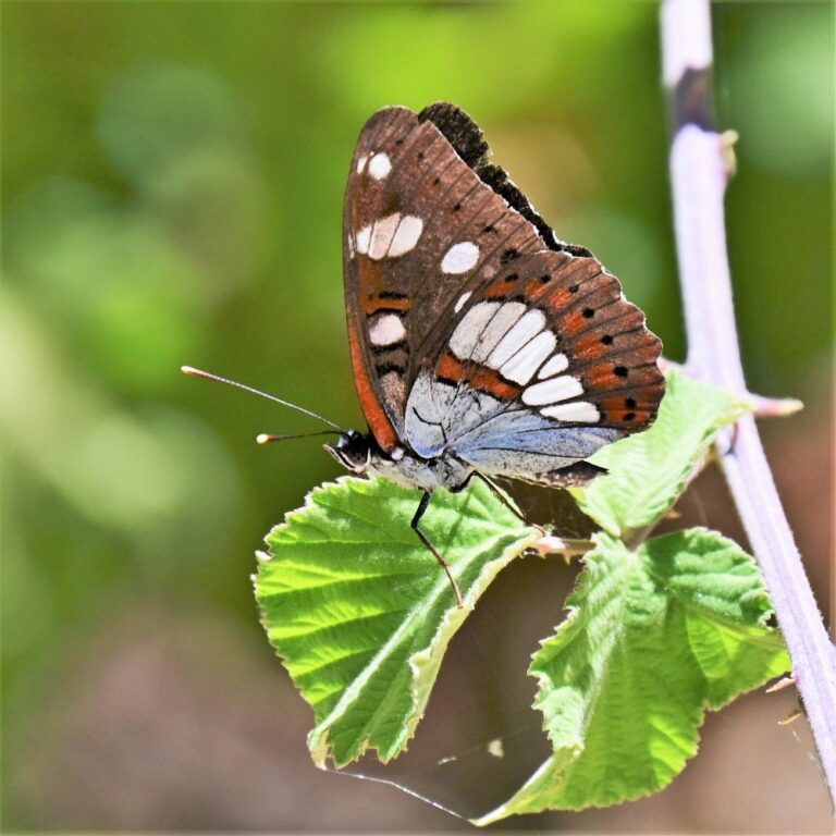 A southern white admiral on a holy bramble in Nahal Meron, a stream in northern Israel. (Photo: Uriel Levy)