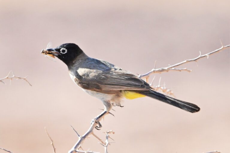 A white-spectacled bulbul eats a moth in Makhtesh Ramon in the Negev desert. (Photo: Uriel Levy)