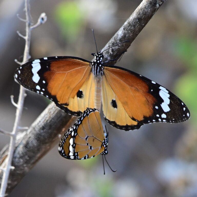Plain tiger butterflies mate in Ma’ayan Tzvi. (Photo: Uriel Levy)