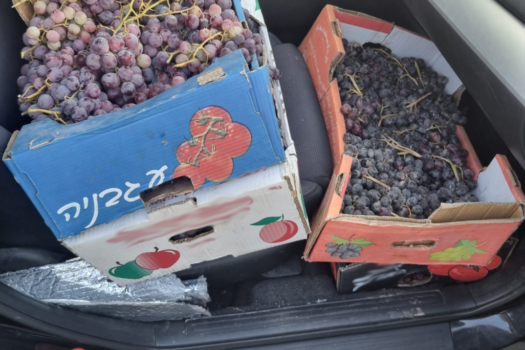 הברחת ענבים במחסום תרקומיא (צילום: משרד החקלאות)