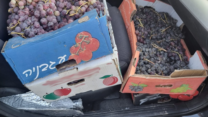 הברחת ענבים במחסום תרקומיא (צילום: משרד החקלאות)